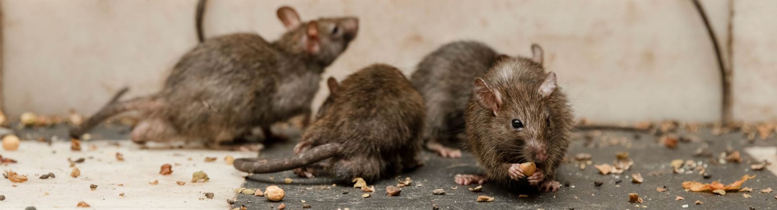 Pest control of rats