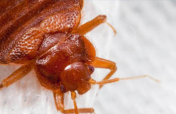 Bed bugs an issue? contact our pest control Porthcawl, Cardiff and Swansea 