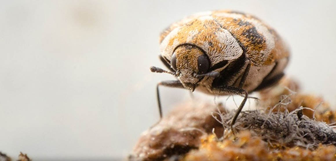 Carpet Beetle