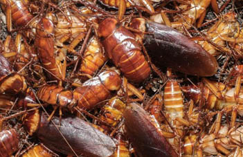 Cockroach exterminator,  best way to exterminate cockroaches,  cockroach control cardiff,  Pest Control Wales,  cockroach pest control 
