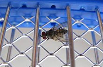 Pest control Bridgend for fly killers and solutions. 