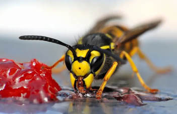 Aderyn provides wasp nest removal in Bridgend. Contact us for pest control in Bridgend.