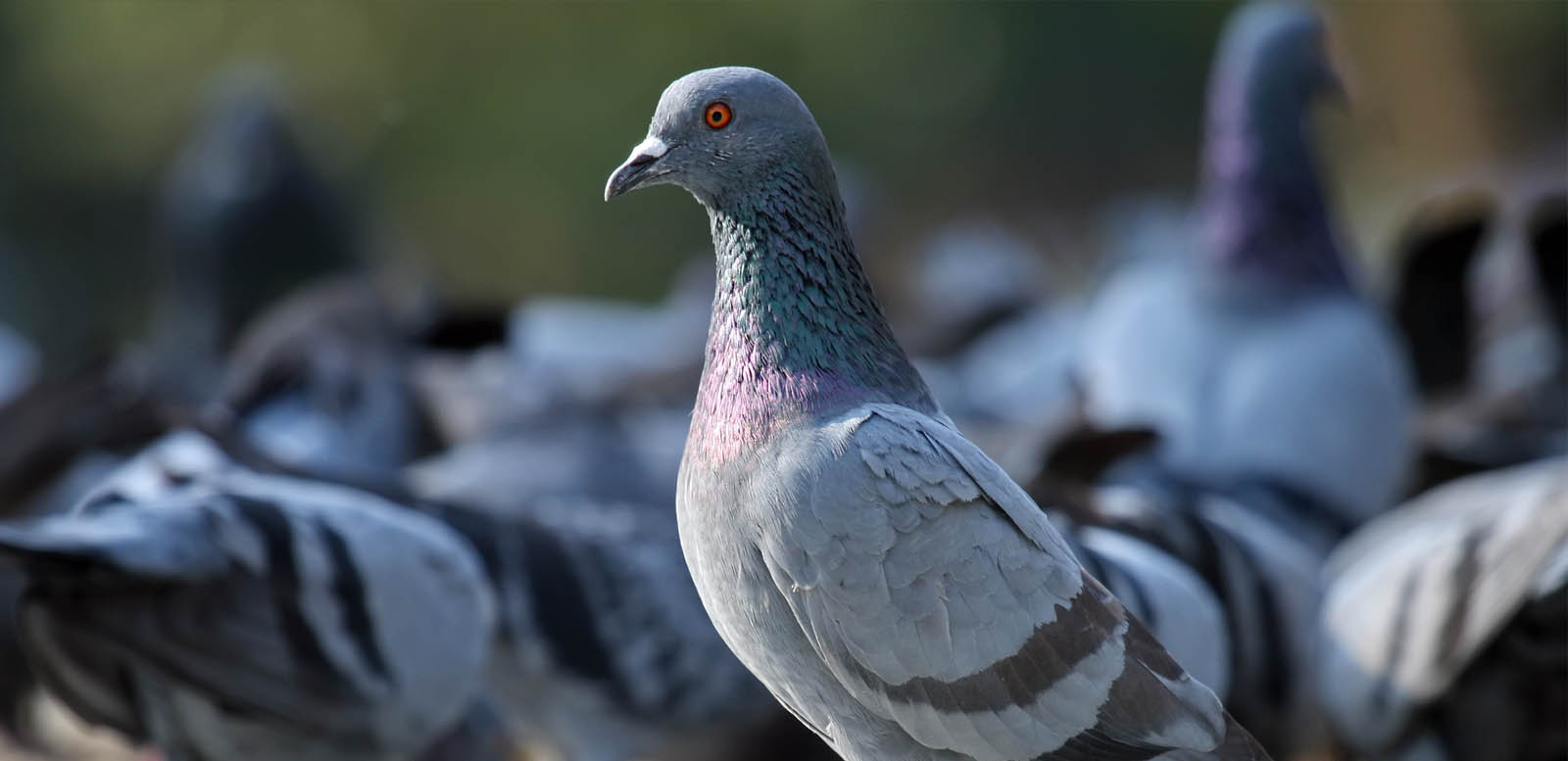 Pigeon deterrent UK services and bird deterrents for roofs 