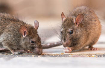 rodent control Cardiff and pest control porthcawl, Swansea, 
