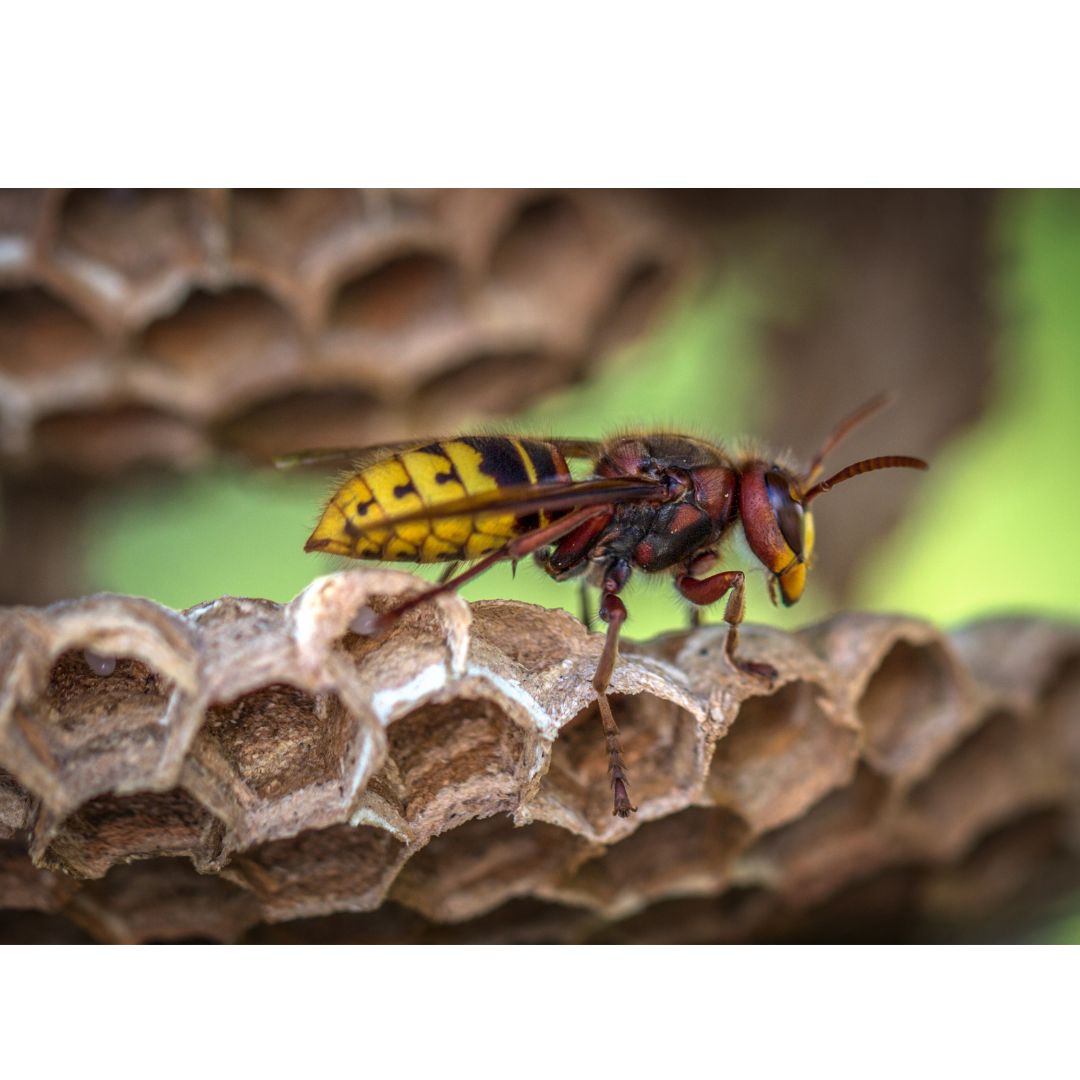Cockroach Control Services | Insect Pest Control
