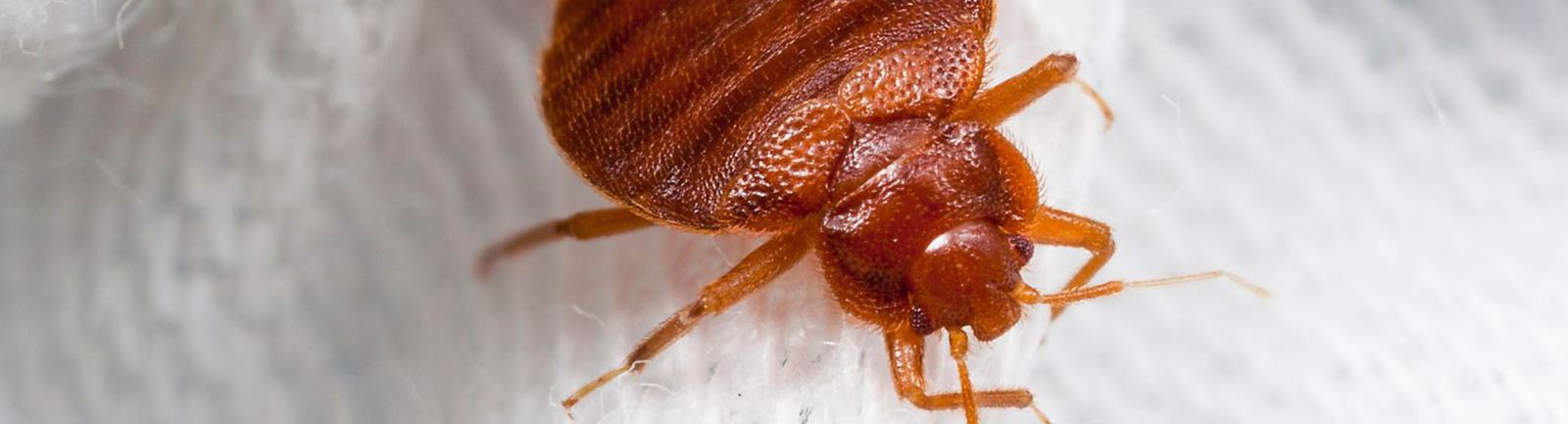 A bedbug our commercial exterminators and South Wales pest control Bridgend and Wales professionals remove