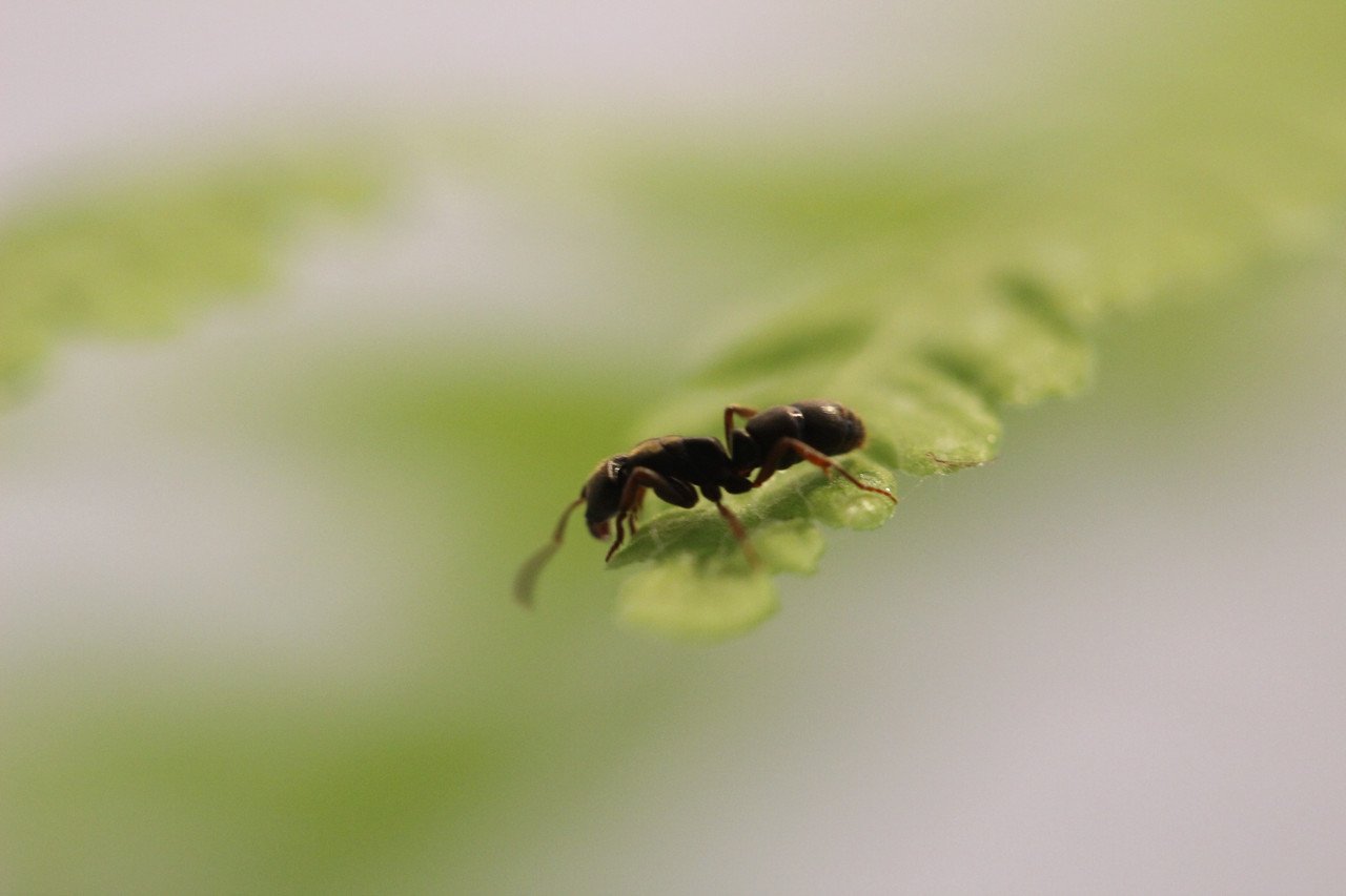 Bait station to control ant species