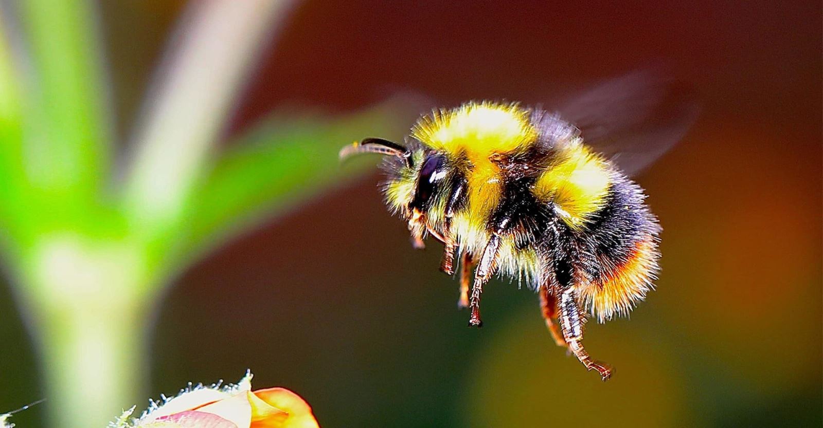 Helping Britain's bees