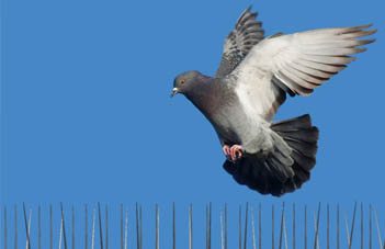 Bird deterrents spikes and bird deterrents for roofs with our bird control South Wales. 