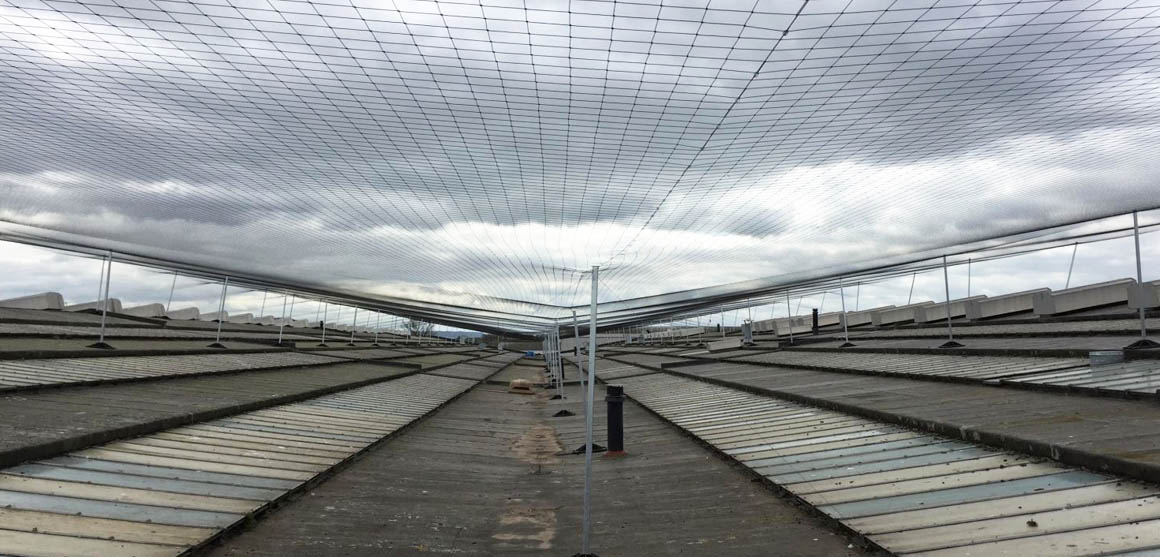 Bird Netting Installation