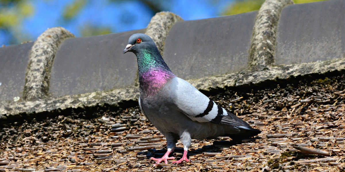 Treatment for bird mites