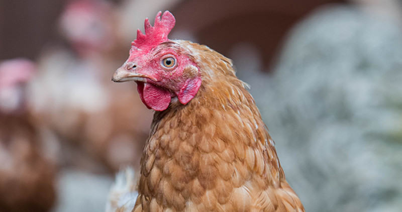 Rodent control as part of Avian flu measures