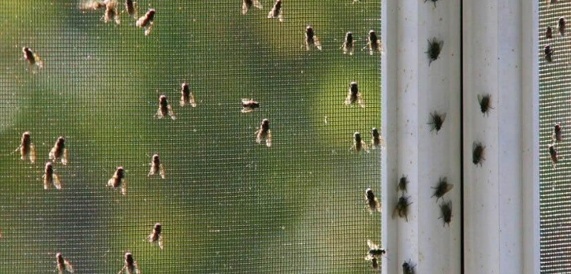 Cluster fly pest control