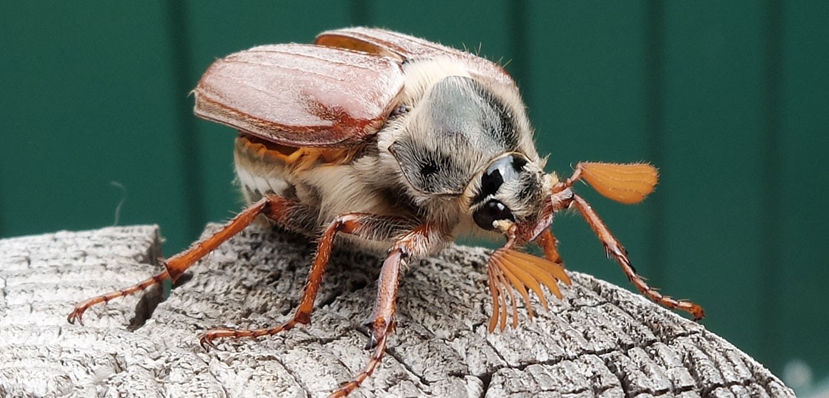 Cockroach Pest Control