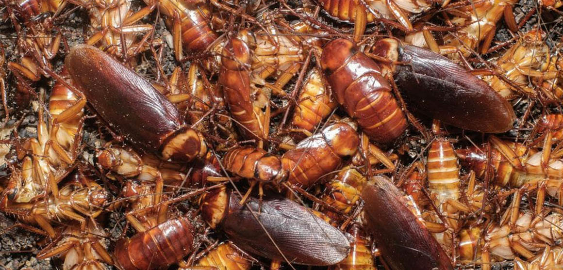 Cockroach infestation