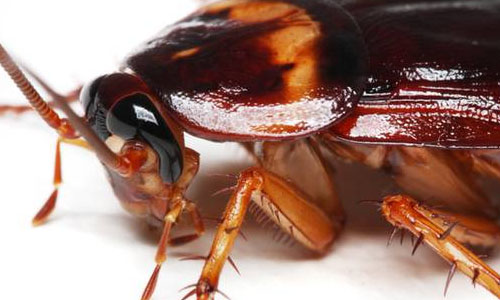 How cockroaches spread disease