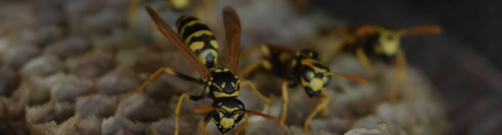 A nest of wasps that our pest control cardiff service has dealth with