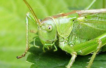 insect pest control for swansea, Cardiff and Porthcawl. 