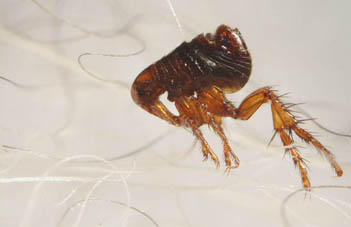 Flea control Cardiff,  flea removal service,  pest control swansea, professional flea removal,  pest control Cardiff 