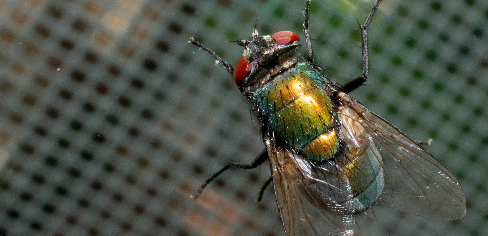 Controlling flies in commercial food sites