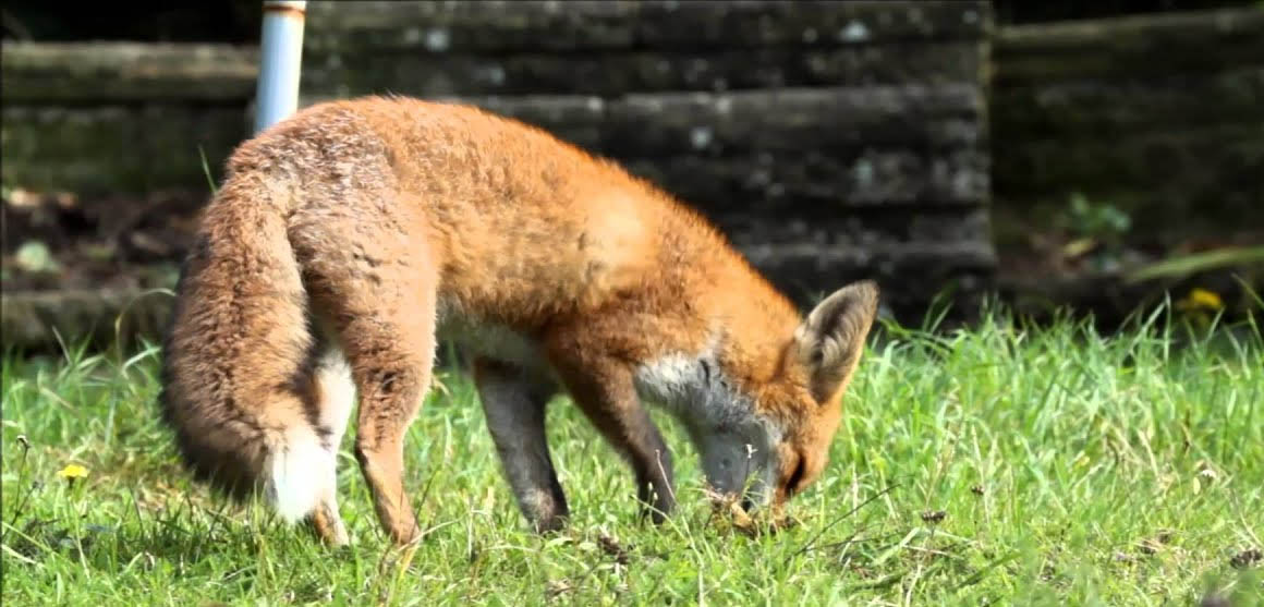 Foxes digging up turf