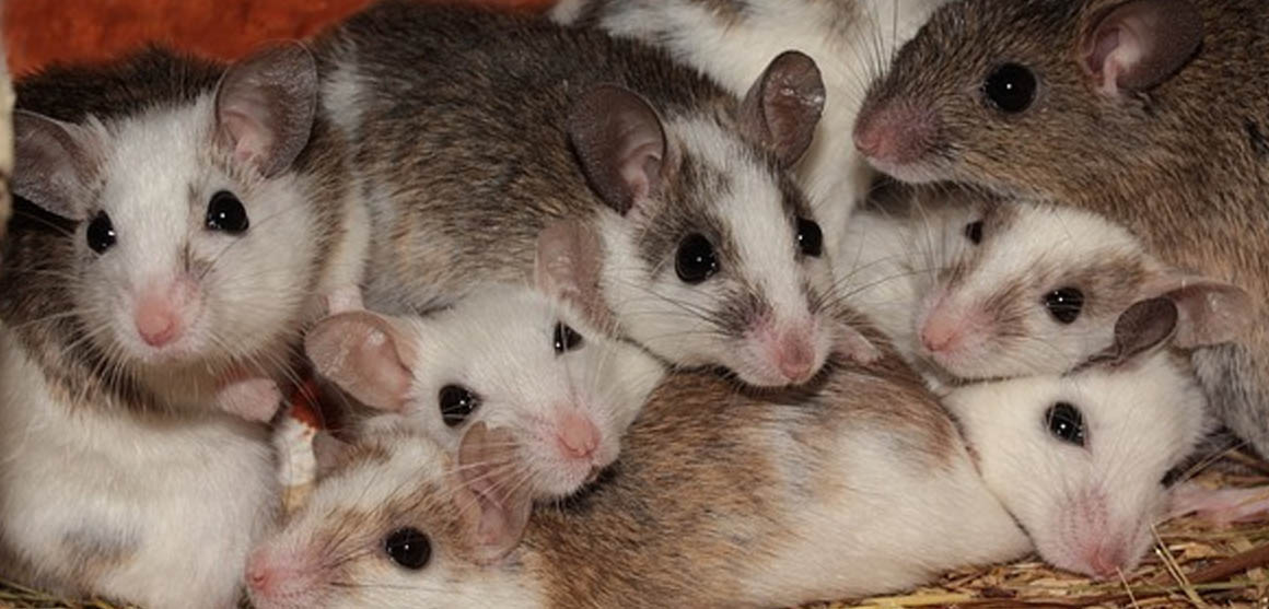 Pest control of rats