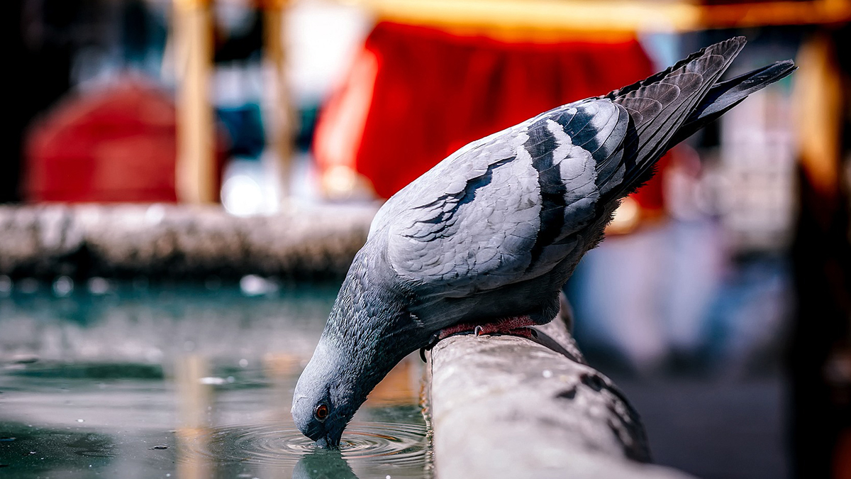 Half of feral pigeons carry infectious disease