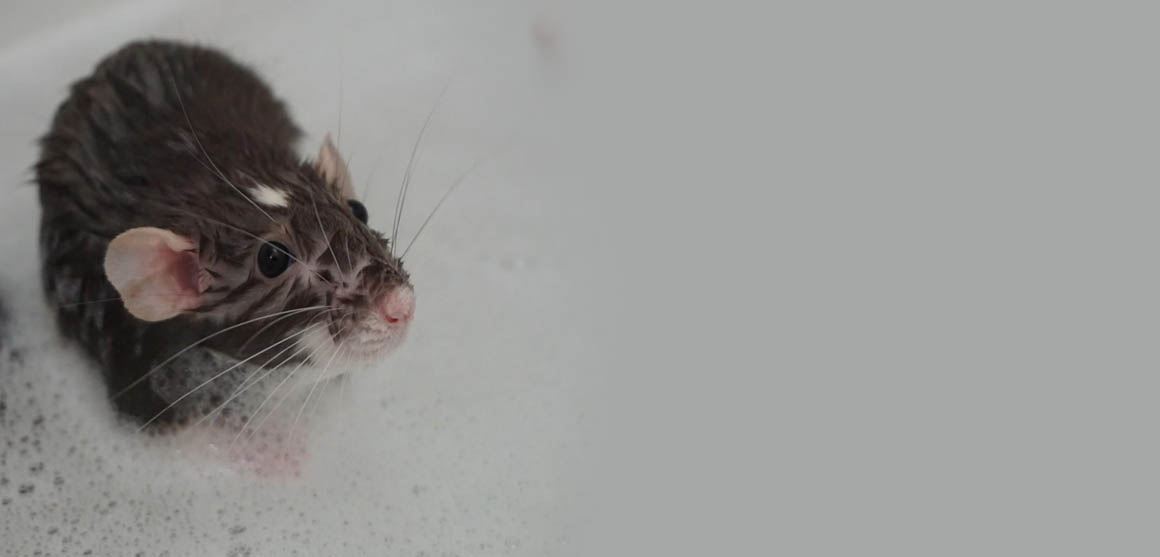 A rat in the bath? not the sort of thing you come across everyday!