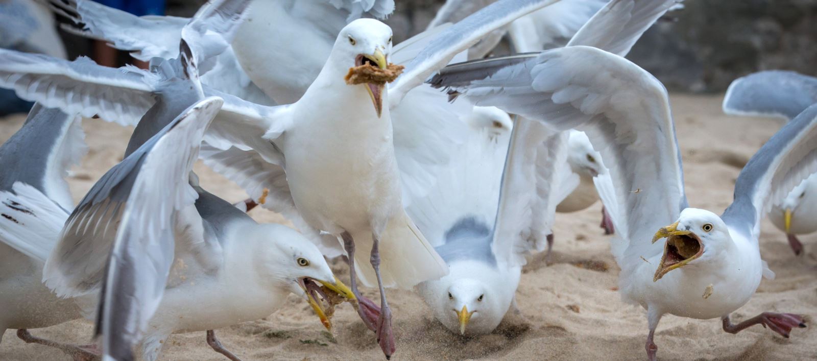 Prevent and deter gulls