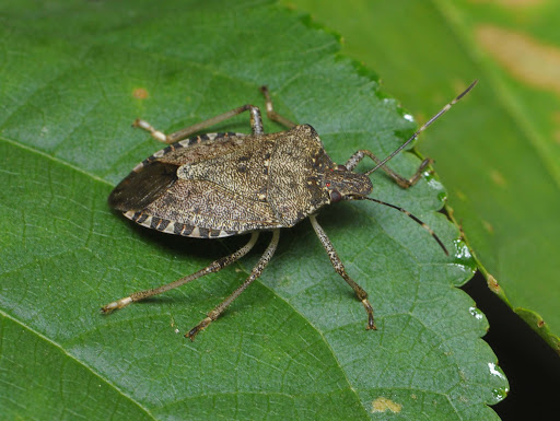 Stink Bug