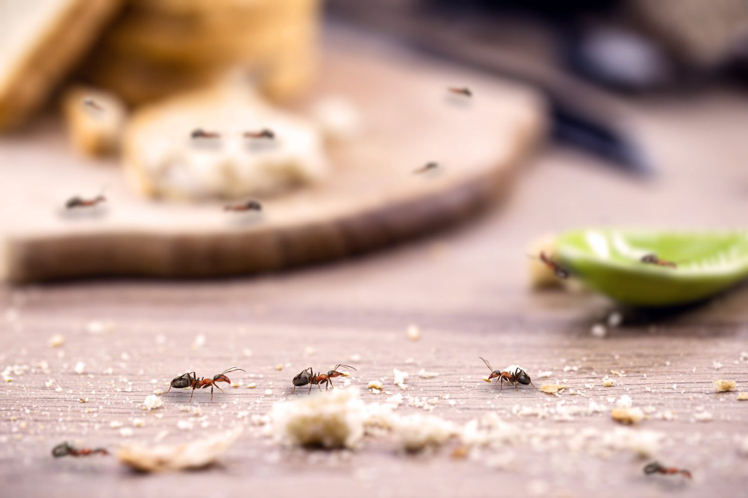 Tackling Summer Ant Infestations: Effective Strategies for a Pest-Free Home