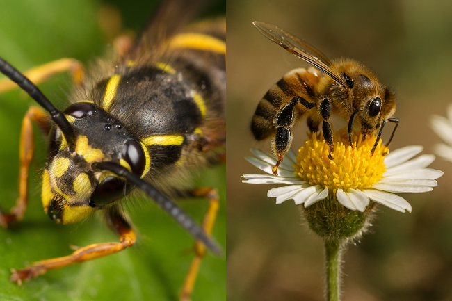 Will Wasps and Bees Go Away on Their Own?