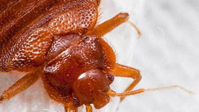 Pests to watch out for during the colder months
