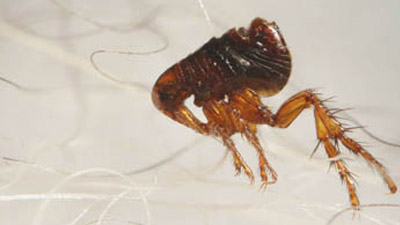 How do fleas spread disease?