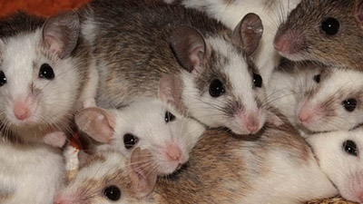 Effective rodent control in restaurants