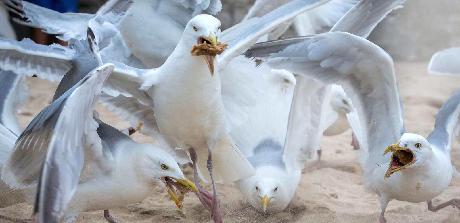 Controlling seagulls
