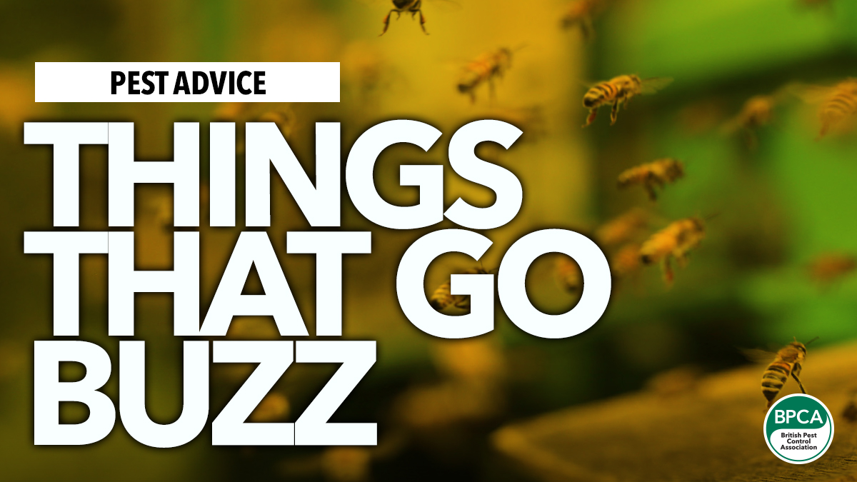 Things that go buzz