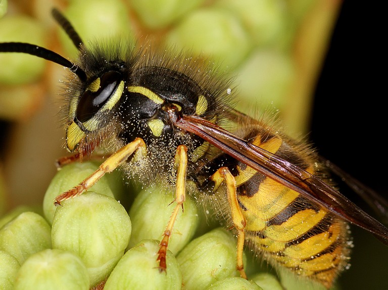 Better manage and control wasp populations.