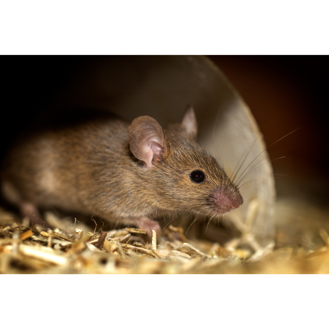 5 Reasons To Protect Your Business From Rodents 