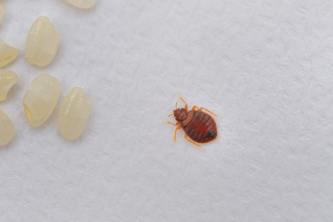 Shutdown! Can Pests Force Your Business to Close?