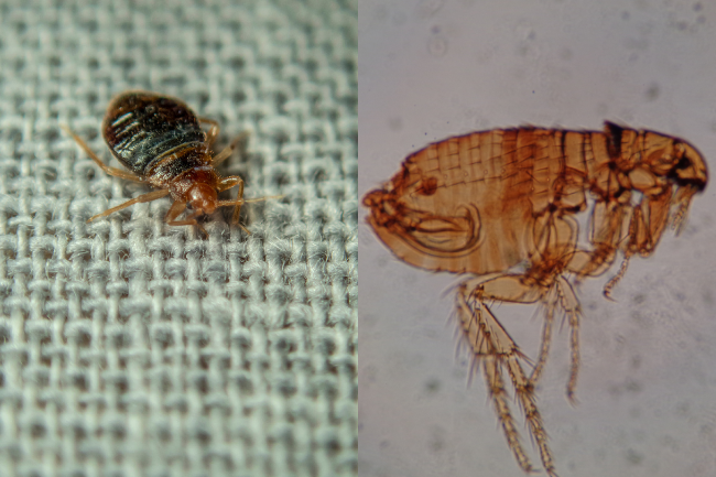 Bedbugs vs Fleas: How to Tell the Difference