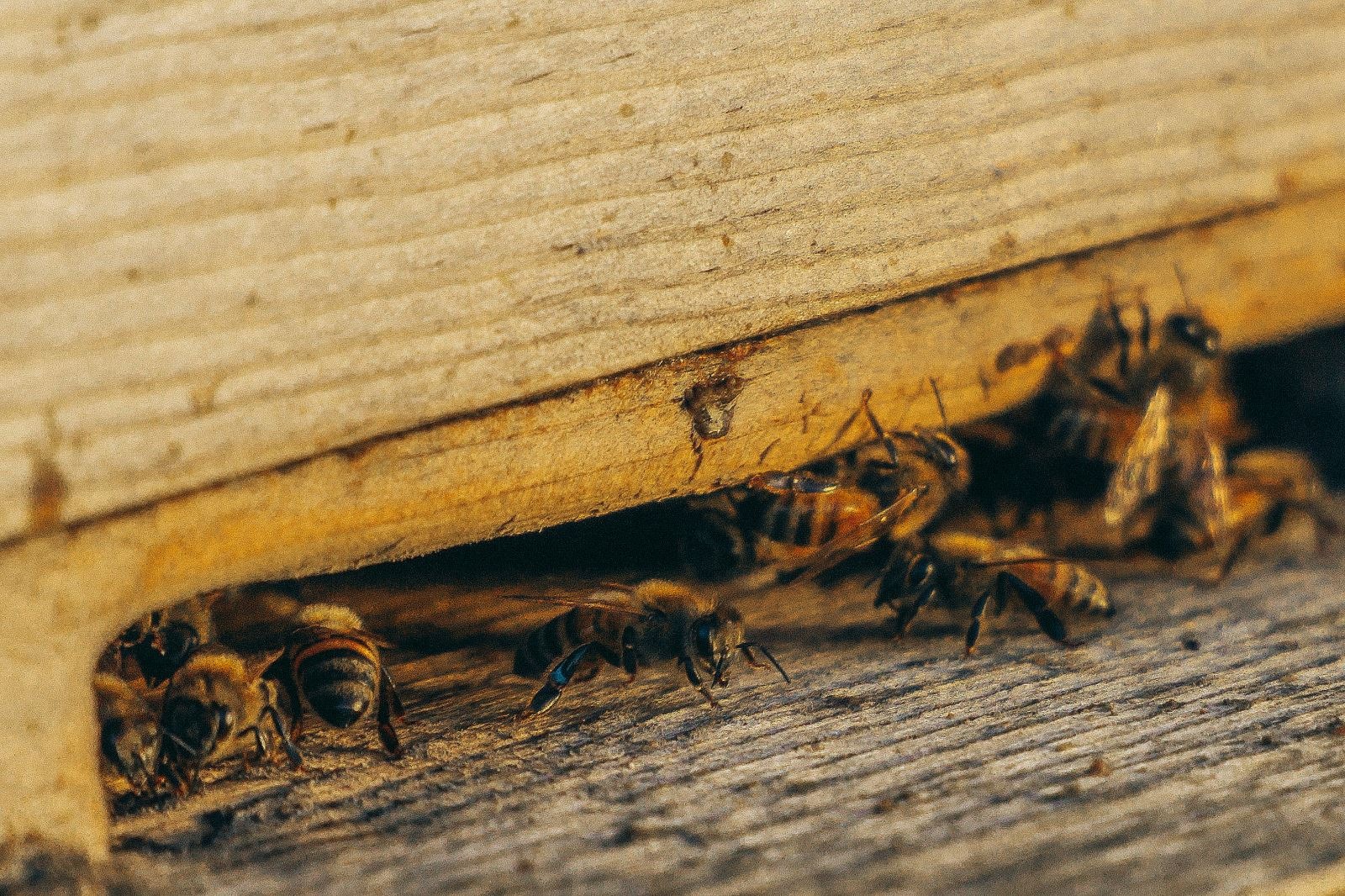 Can You Have a Hidden Pest Infestation?