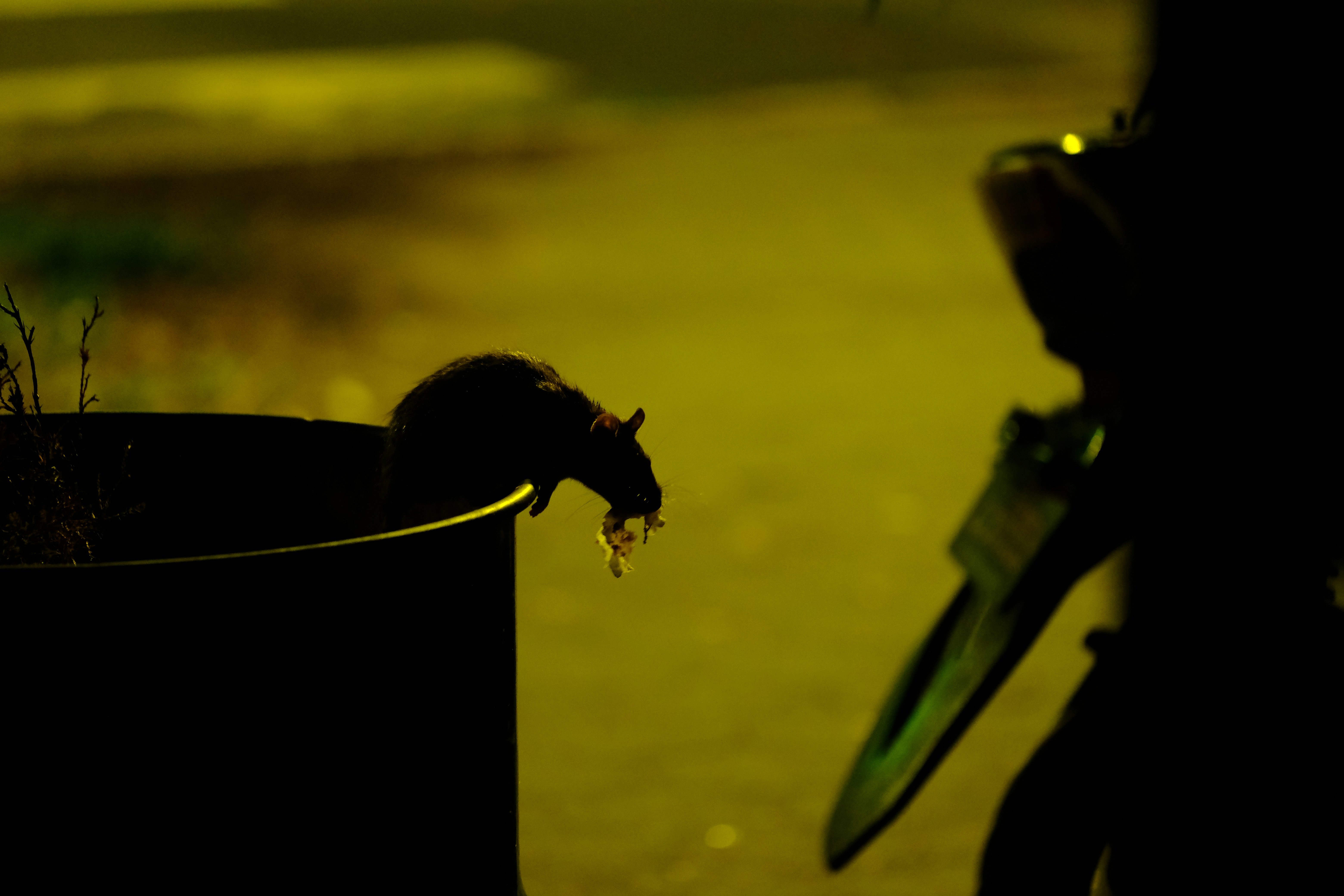 Pests in Your Pantry: Tips for Food Businesses