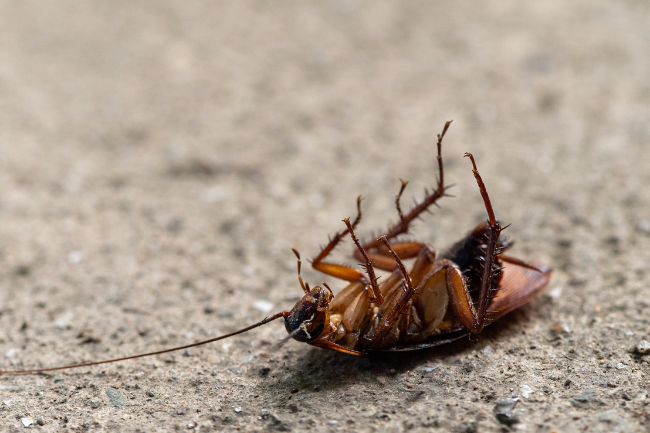 When is it Time to Call in Professional Pest Control?