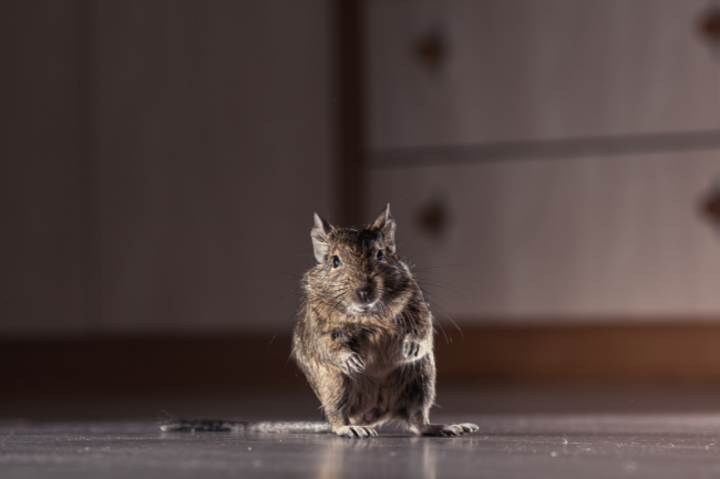 The Secret Life of Rodents